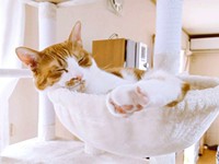 ハンモックですやすや眠るフランくん（画像提供：ふうさんちさん）