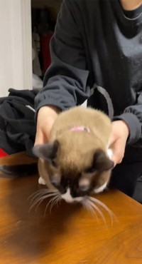 そろそろと…（画像提供／とろろ(タヌ)とみたらしとぴー、Twitterよりキャプチャ撮影）