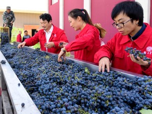 ワインの消費量が中国で増加、輸入に国産にオークション市場…関係者「5年で世界一」