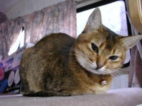 犬や猫を置いていけない…　キャンピングカーを手に入れたが慣れてくれるだろうか