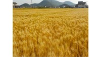 はだか麦畑　提供：吉原食糧株式会社