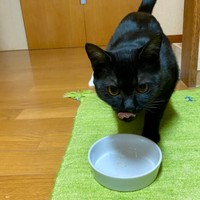 わが家の猫の最近のブームは甘酒を食べることです。