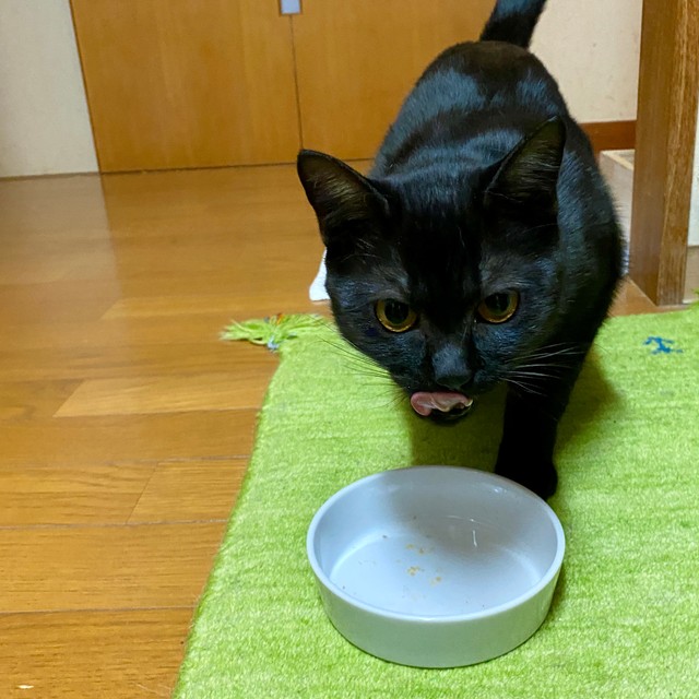 わが家の猫の最近のブームは甘酒を食べることです。