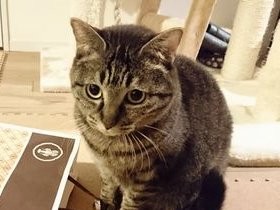 ペットとの至福の瞬間　夕日に染まる感動の「おかえりー！」