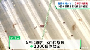 高級食材ナマコ養殖に取り組む宮城・石巻市の漁協　稚ナマコを放流