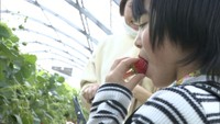 〈新型コロナ〉イチゴ狩り体験に家族連れ　客数が例年並みに回復　岡山市の農業公園