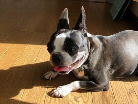 保護犬のボストンテリア「紬」　フカフカベッドに喜び、日なたぼっこを堪能中