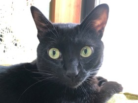 猫「クロミ」へ、あなたと出会い人生観が大きく変わった　〈お手紙コンテスト入賞〉