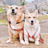 イチくんの隣に佇むプクちゃんのハーネスが「マイクロビキニ」みたいと話題に（画像提供：イチプクカミュさん）