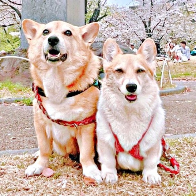 イチくんの隣に佇むプクちゃんのハーネスが「マイクロビキニ」みたいと話題に（画像提供：イチプクカミュさん）