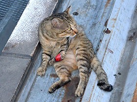 市民「保護を」「そのまま」　高崎駅・けがの猫、対応で両論