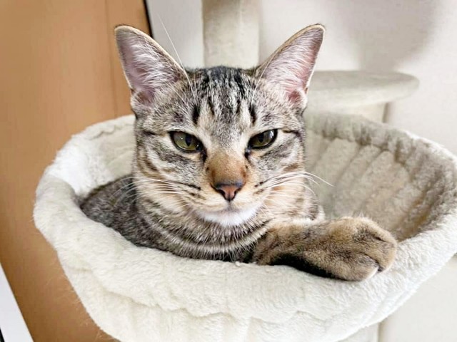 大きくなった今も好奇心旺盛！ ハンモックでくつろぐテンちゃん（画像提供：安田武史さん）