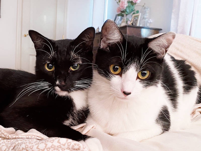 マルオレちゃんは美猫きょうだい