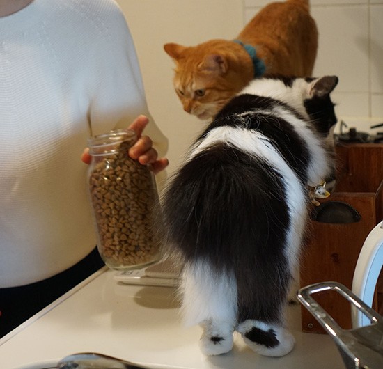 ２匹とも食いしん坊。フードは計って体形をキープ