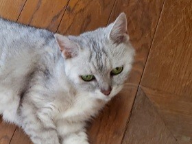 猫「銀」へ、あなたは本当に21歳ですか？　〈お手紙コンテスト入賞〉