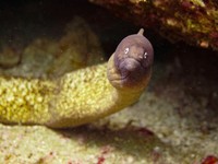 もうペットは飼わないと誓った私の元へやってきた、うなぎの「ぬめきち」