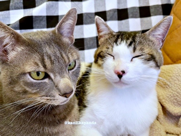 仲良く寄り添う（左から）満天くん、花丸くん（画像提供：*ig*さん）