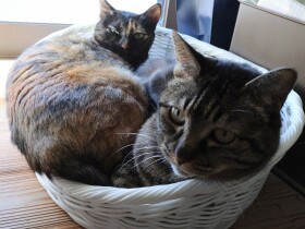 12歳のシニア猫たちが“寝床争い”で激しくケンカ!?　飼い主の心配をよそに２匹は…