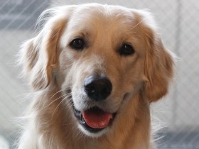 自閉症の若者と絆を結ぶ　介助犬からのキャリアチェンジ犬「ユーティ」