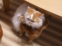こっこくんに甘えられて困惑顔になるちくわくん（画像提供：録さん）