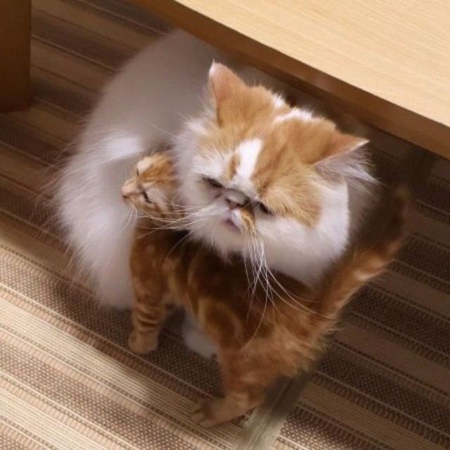 こっこくんに甘えられて困惑顔になるちくわくん（画像提供：録さん）