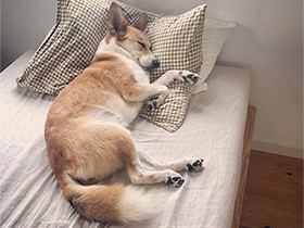 ２０１９至福の寝顔で賞　コーギーMIX「まめ」