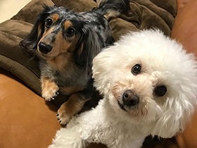 おはようのあいさつ　ダックスの「カイト」とトイプー「リオン」