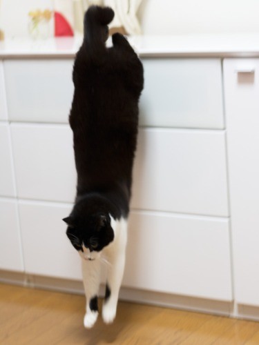 「おじちゃん役に立たない、自分で飲みにいこう」（小林写函撮影）