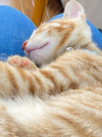 ぴこたちゃんは甘えん坊＝なのぴこ@ちぇるしい（@ChelseaNanonano）さん提供