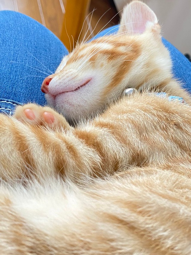 ぴこたちゃんは甘えん坊＝なのぴこ@ちぇるしい（@ChelseaNanonano）さん提供