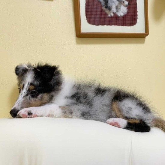 家に来たころの「ティノ」