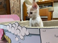 看板猫修業1日目のムギちゃん。ふわふわ感がたまらない！（提供：桐屋旅館 aka.ねこ宿 @kiriya_ryokan）