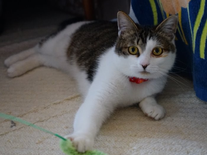 ちょっとツンデレ系でもあるひめちゃん