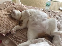 おら、幸せだわ＝yopichさん（@yopich_）提供