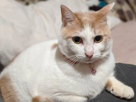 ネズミのおもちゃがお気に入り　くつろぐミックス猫「ミルク」