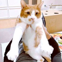 抱っこされながらリラックスモードなフランくん（画像提供：ふうさんちさん