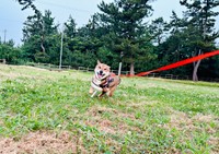 飼い主さんと一緒に楽しく駆け回る海珠ちゃん（画像提供：海珠 四国犬さん）
