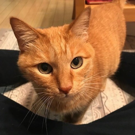 「もっと、コチョコチョしてちょ」