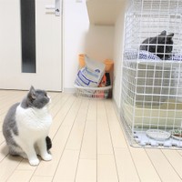 自分のテリトリーに初めて他の猫・ラブーンくんがやってきて、危機感を覚えるアイルちゃん