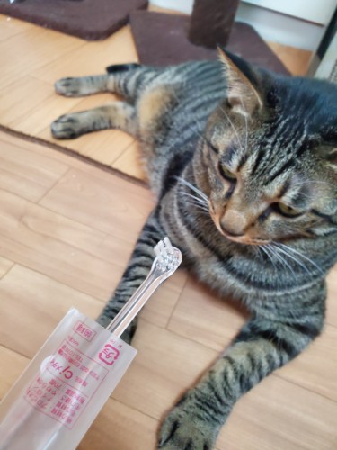 「こうした方が使いやすい」と、動物病院で買った３列のブラシの「２列分」を、主治医の先生がペンチで抜きました。「えー、もったいないよ」