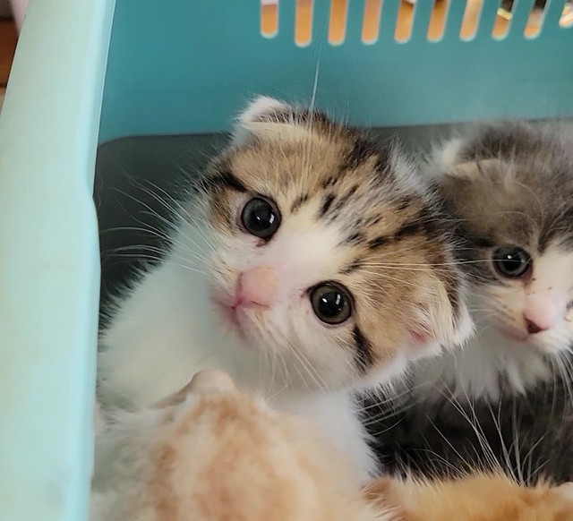 スコ兄妹と一緒にいたときのよもぎちゃん。飼い主さんは当初、わらびくんとアメショの女の子との間に生まれた子をお迎えする予定だったそう。「天使すぎるよもぎの可愛さにやられました」（提供：わらよも！アメショわらび&スコよもぎ さん）