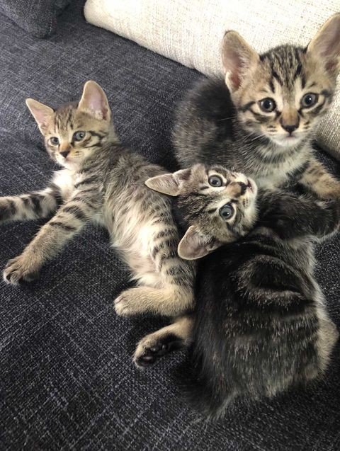 可愛すぎて目尻が下がる