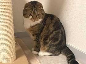 猫じゃらしは待ち伏せて捕まえるよ　スコティッシュの「もか」　