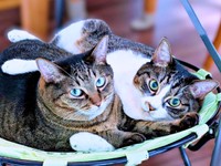 仲良くくつろぐ（左から）妹・かまどちゃん、姉・ななちゃん（画像提供：たまご@猫とごはんさん）