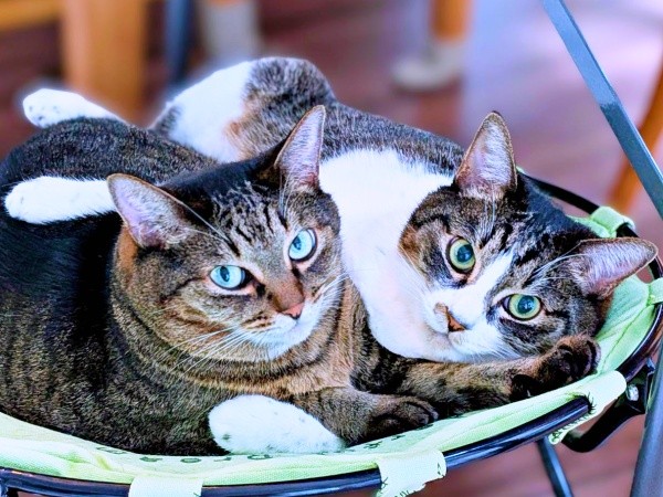 仲良くくつろぐ（左から）妹・かまどちゃん、姉・ななちゃん（画像提供：たまご@猫とごはんさん）