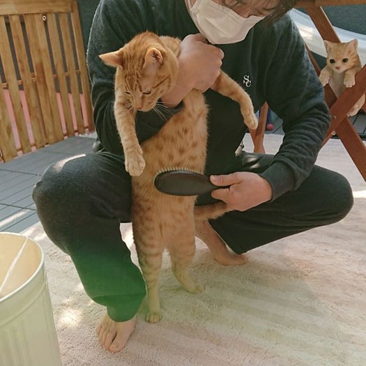 パパにグルーミングしてもらう小判