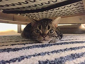 ソファの下にいたんだね　アメショーの「かつお」　