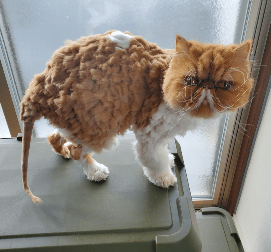 尻尾はきれい 画像提供：ぽぽにゃむと猫さん