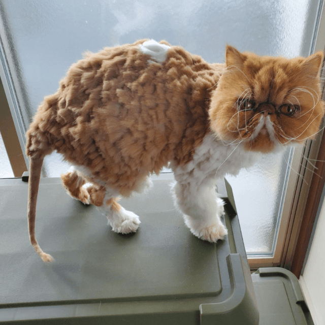 尻尾はきれい 画像提供：ぽぽにゃむと猫さん