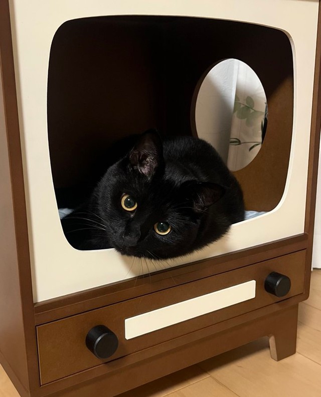 テレビの中でリラックス中～（画像提供：うに3才さん）